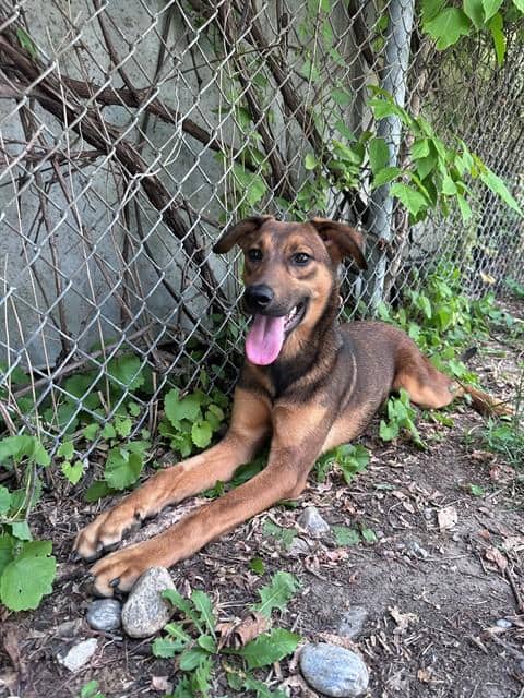 PLUTO - German Shepherd Dog mix available for adoption at City of Toronto Animal Services in Toronto