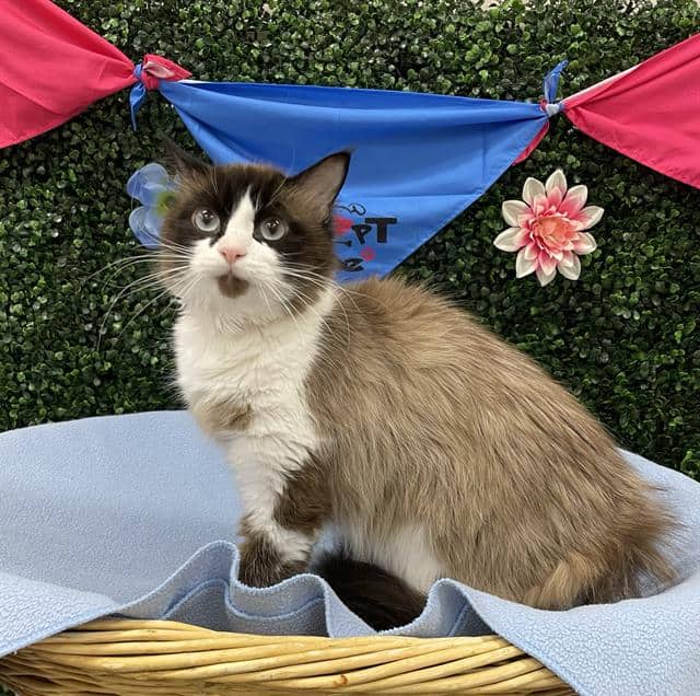 TERENCE - Domestic Mediumhair cat available for adoption at Saskatoon Animal Control Agency in Saskatoon