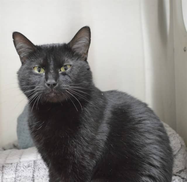 SMARGLE - Domestic Shorthair cat available for adoption at Ottawa Humane Society in Ottawa