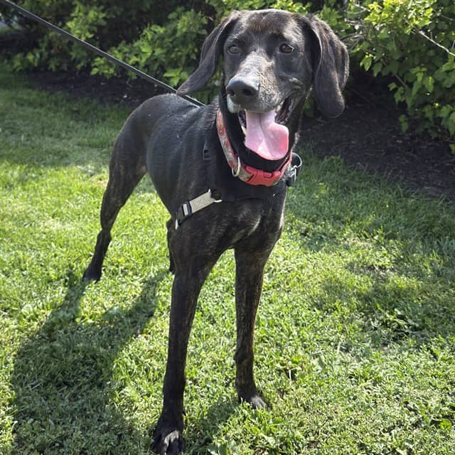 RHUBARB - Pointer mix available for adoption