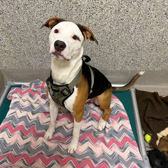 JASON - Bulldog mix available for adoption at Ottawa Humane Society in Ottawa
