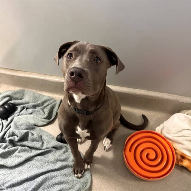 MUFFIN - Cane Corso available for adoption at Ottawa Humane Society in Ottawa