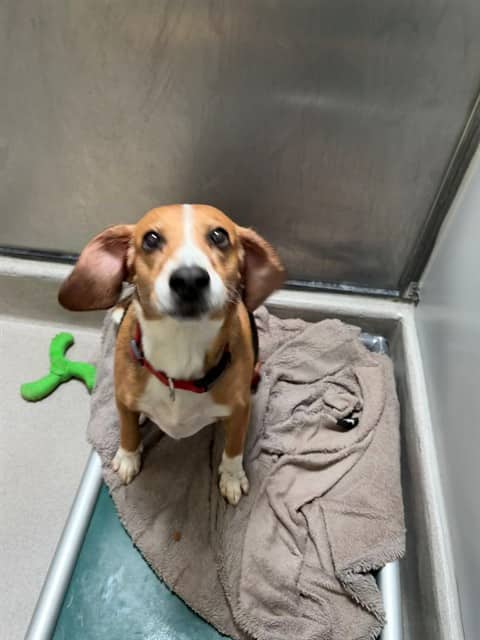 JAX - Beagle mix available for adoption
