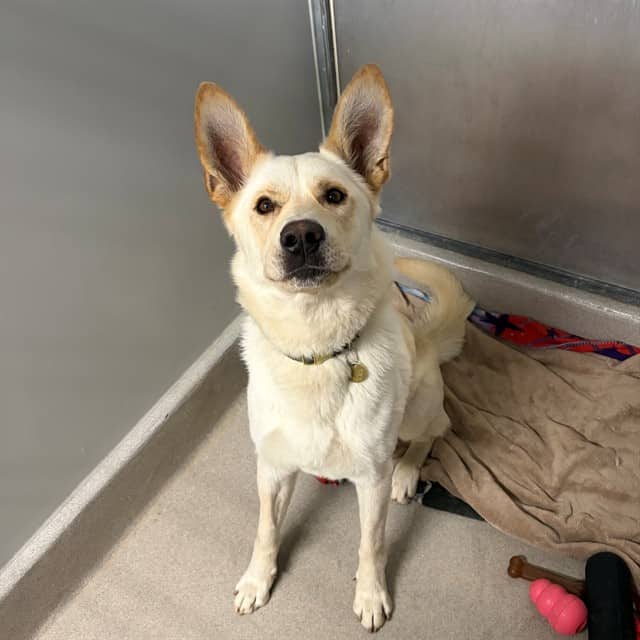VORTEC - Siberian Husky mix available for adoption