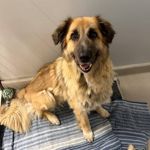 TYSON - German Shepherd Dog and Akbash available for adoption