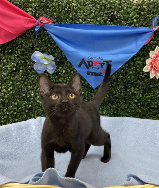 IRIDESSA - Domestic Shorthair cat available for adoption at Saskatoon Animal Control Agency in Saskatoon