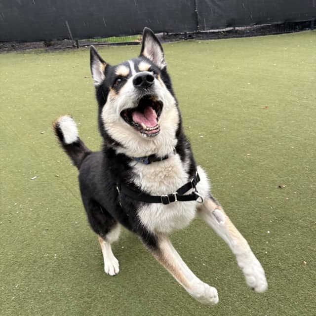 GATSBY - Siberian Husky and German Shepherd Dog available for adoption at Ottawa Humane Society in Ottawa