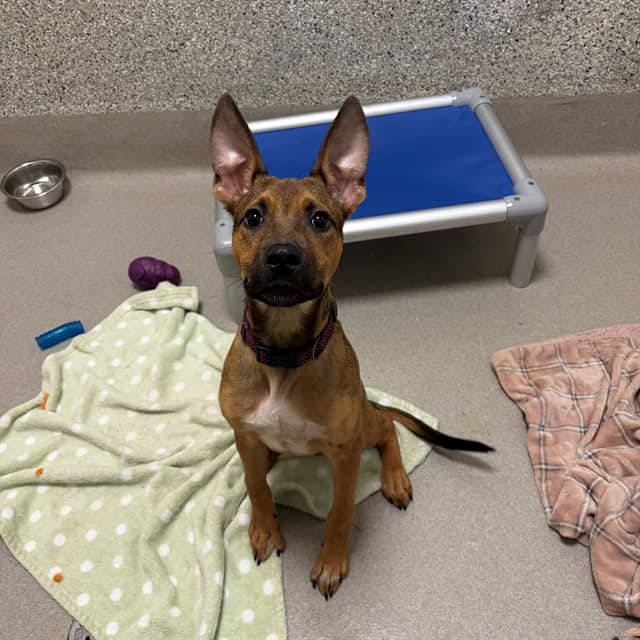 FOX - Retrver Labradr mix available for adoption