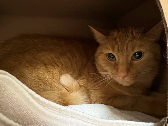 TANGERINE - Domestic Shorthair available for adoption