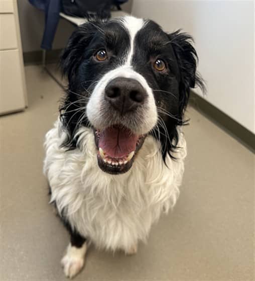 KIMO - Bernese Mountain Dog mix available for adoption at Ottawa Humane Society in Ottawa