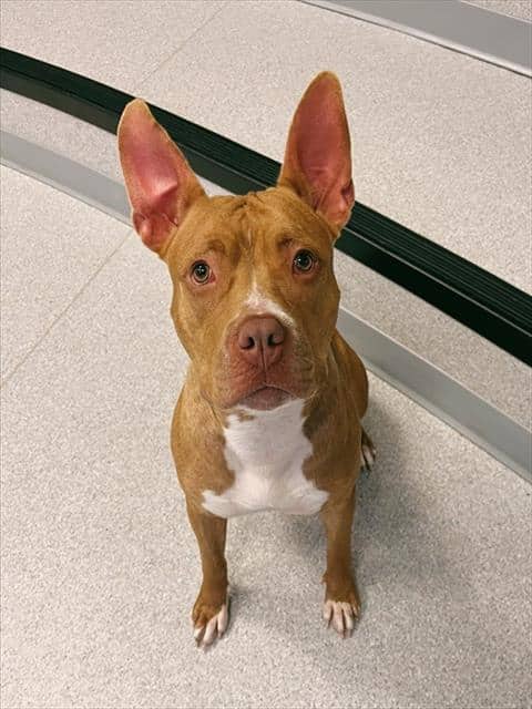 AVERY - American Bulldog mix available for adoption