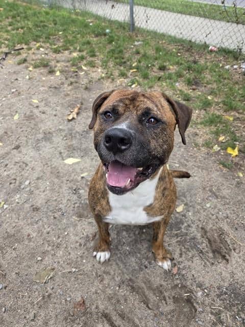 ZUKO - American Bulldog mix available for adoption at City of Toronto Animal Services in Toronto
