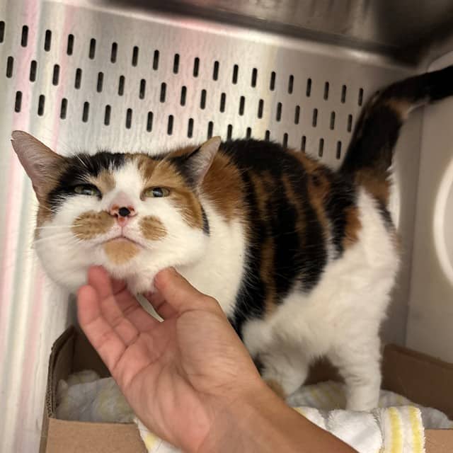 DOTTIE - Domestic Shorthair available for adoption