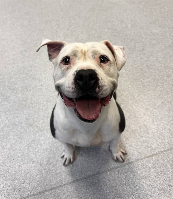 MS.PIGGY - American Bulldog available for adoption