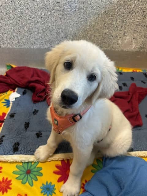 HERMIE - Retrver Golden available for adoption at Ottawa Humane Society in Ottawa