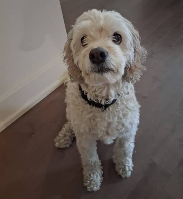 JOJO - Spaniel Am Cock and Poodle - Miniature available for adoption