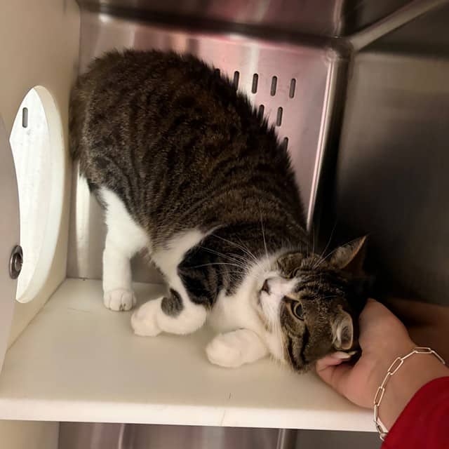 NYX - Domestic Shorthair cat available for adoption at Ottawa Humane Society in Ottawa