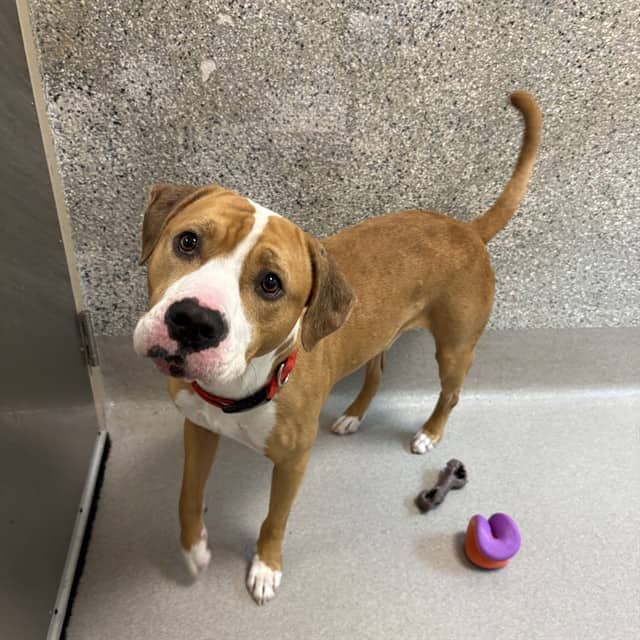 DUDE - Bulldog mix available for adoption