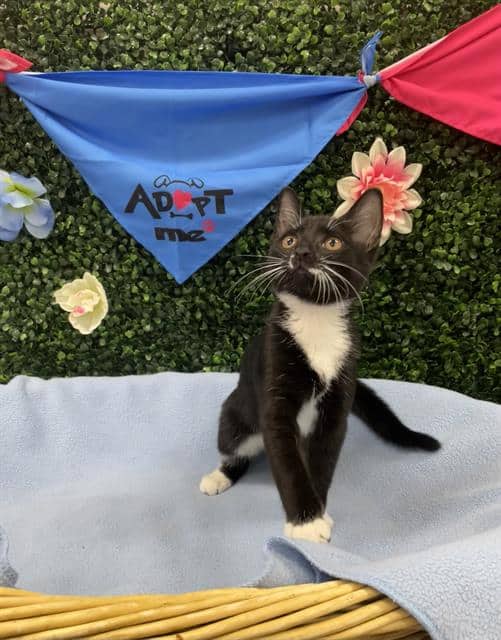 ROSETTA - Domestic Shorthair cat available for adoption at Saskatoon Animal Control Agency in Saskatoon