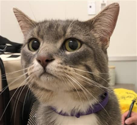 MILA - Domestic Shorthair cat available for adoption at Ottawa Humane Society in Ottawa
