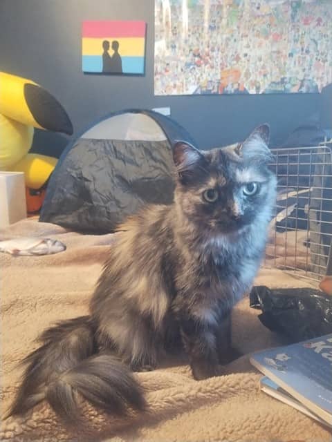 BABY - Domestic Longhair cat available for adoption at City of Toronto Animal Services in Toronto