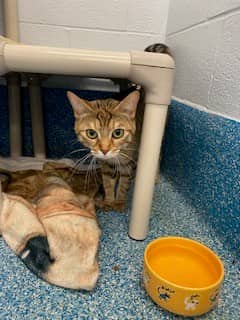 MAO - Domestic Shorthair available for adoption