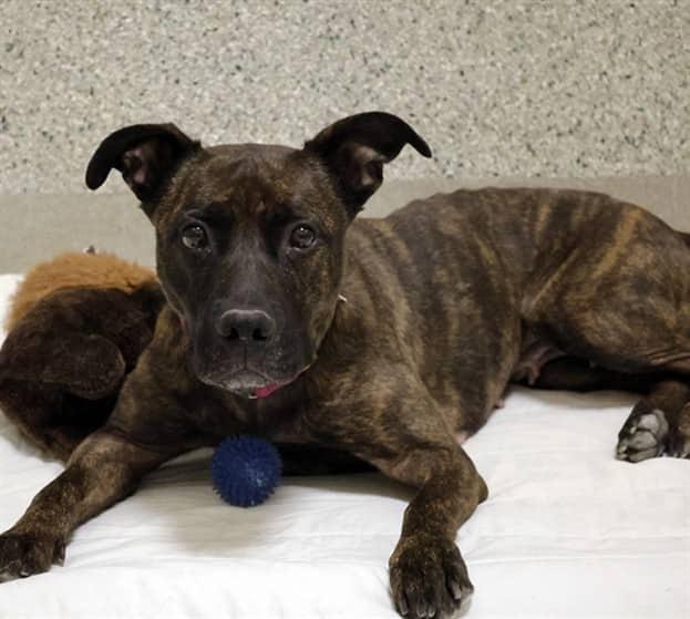 CALIGA - Retrver Labradr mix available for adoption