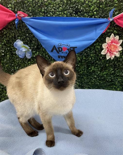 KAZOO - Siamese cat available for adoption at Saskatoon Animal Control Agency in Saskatoon
