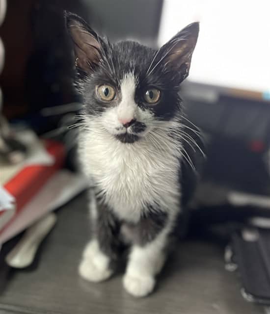 CALLIE - Domestic Shorthair cat available for adoption at Ottawa Humane Society in Ottawa