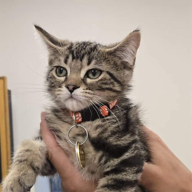 TIGER - Domestic Shorthair cat available for adoption at Ottawa Humane Society in Ottawa