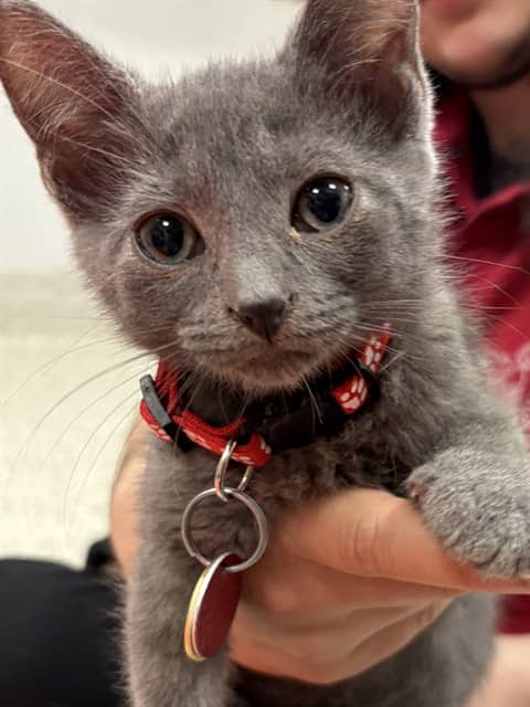 PANTHER - Domestic Shorthair available for adoption