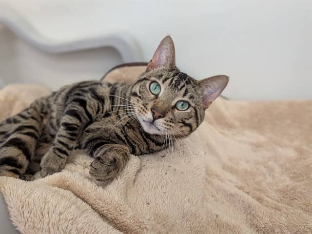 OMEGA - Domestic Shorthair cat available for adoption at City of Toronto Animal Services in Toronto