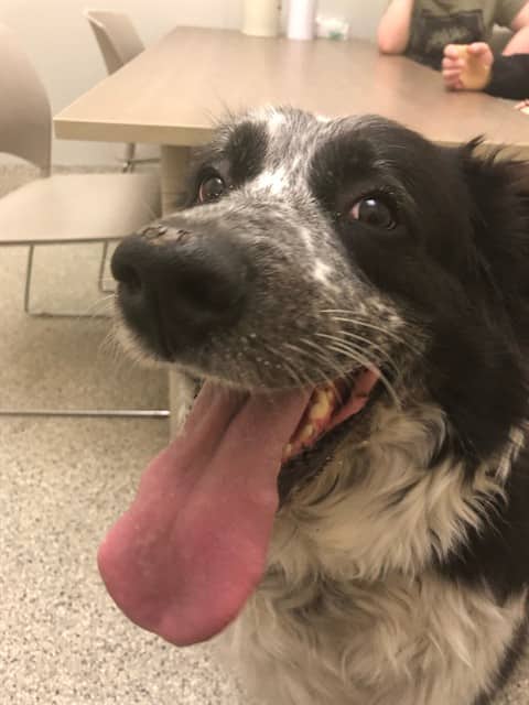 MILI - Great Pyrenees mix available for adoption at Ottawa Humane Society in Ottawa