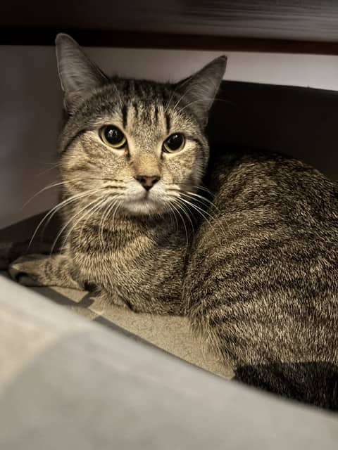 CHARLIE - Domestic Shorthair cat available for adoption at City of Toronto Animal Services in Toronto