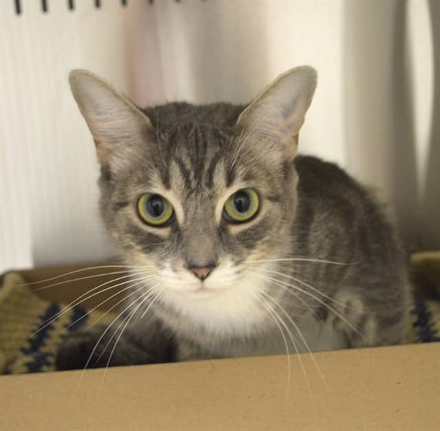 LOUISE - Domestic Shorthair available for adoption