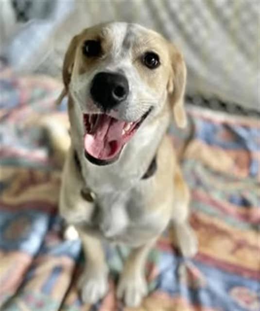 MOLLY - Retrver Labradr mix available for adoption at Ottawa Humane Society in Ottawa