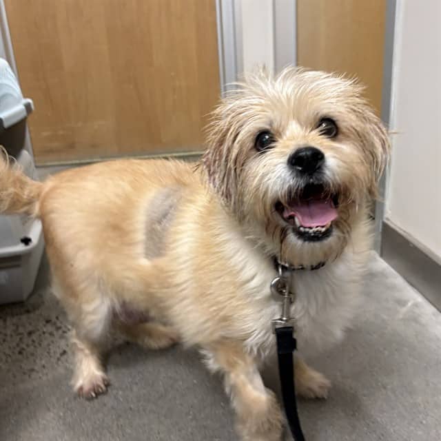 BAMBAM - Cairn Terrier mix available for adoption at Ottawa Humane Society in Ottawa