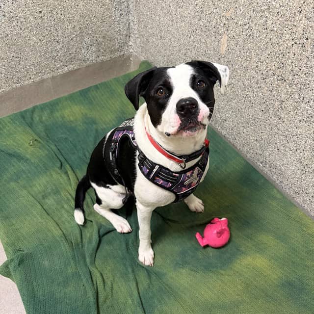 IVY - American Bulldog mix available for adoption at Ottawa Humane Society in Ottawa