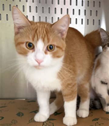 TANJIRO - Domestic Shorthair available for adoption