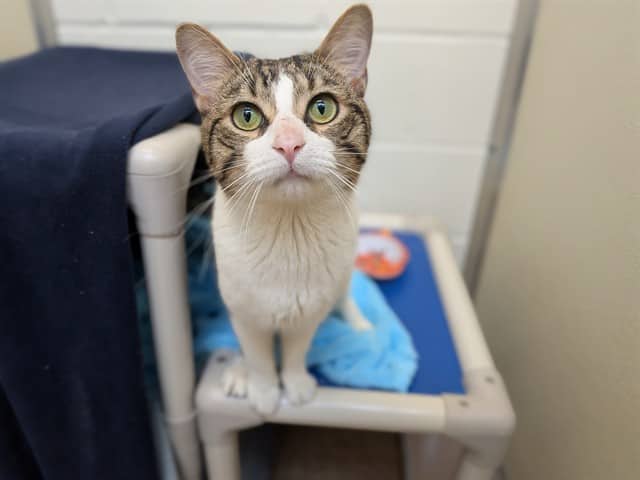 ACHOO - Domestic Shorthair available for adoption