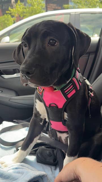 MICKEY - Labrador Retriever mix available for adoption at City of Toronto Animal Services in Toronto