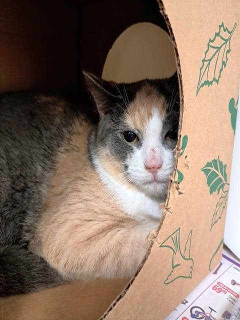 BEYONCE - Domestic Shorthair available for adoption