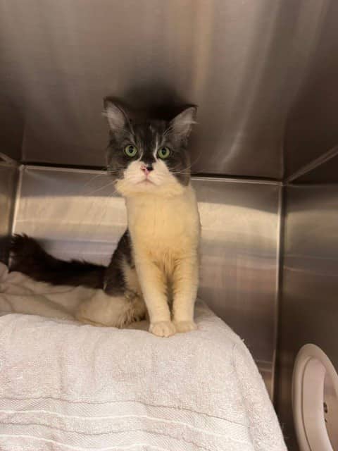 JACK BLACK - Domestic Shorthair available for adoption