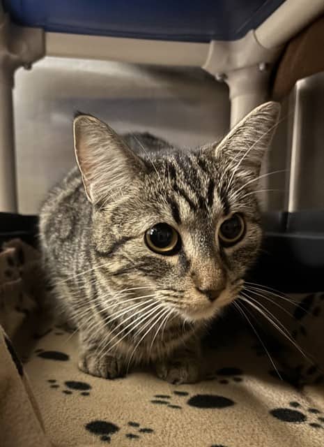 MUFFIN - Domestic Shorthair cat available for adoption at City of Toronto Animal Services in Toronto