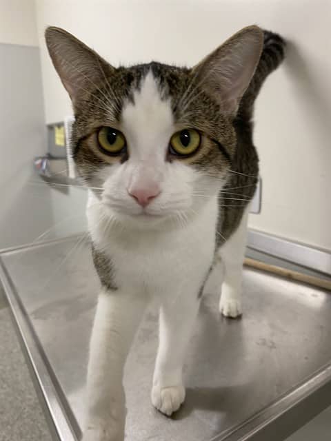 CANUCK - Domestic Shorthair cat available for adoption at Ottawa Humane Society in Ottawa