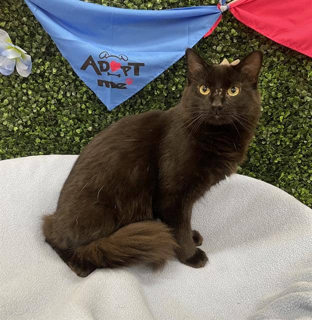 JAX - Domestic Mediumhair cat available for adoption at Saskatoon Animal Control Agency in Saskatoon