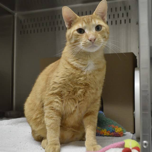 SUNNY D - Domestic Shorthair cat available for adoption at Ottawa Humane Society in Ottawa