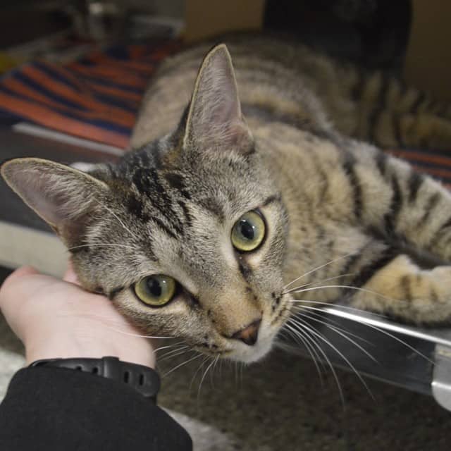 TIZZLE - Domestic Shorthair cat available for adoption at Ottawa Humane Society in Ottawa