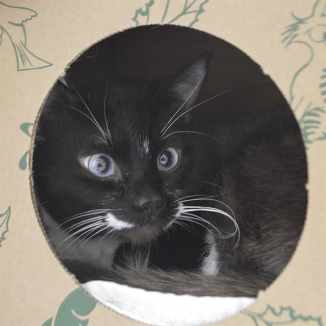ARLO - Snowshoe cat available for adoption at Ottawa Humane Society in Ottawa