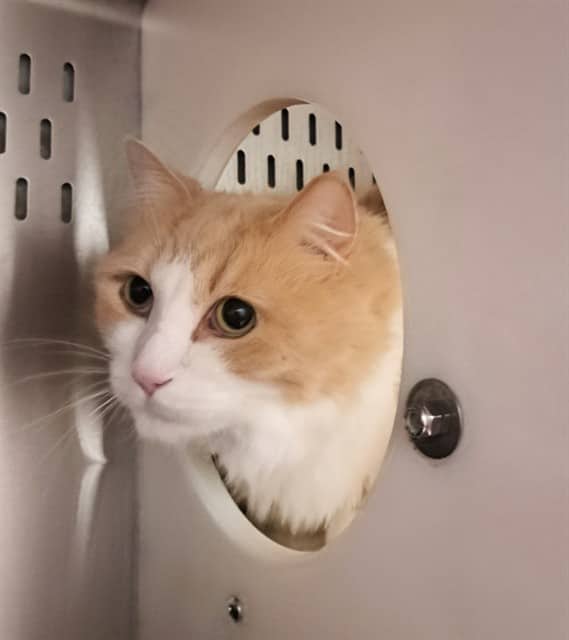 BABAR - Domestic Longhair available for adoption